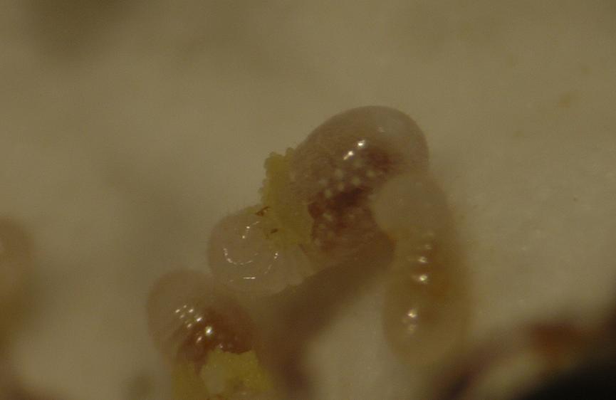 Larva comiendo polen.