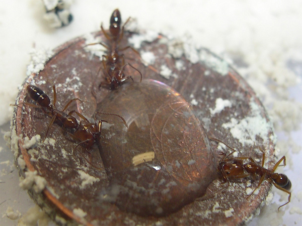 Anochetus bebiendo.