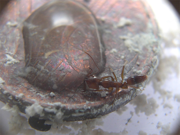 Anochetus bebiendo.