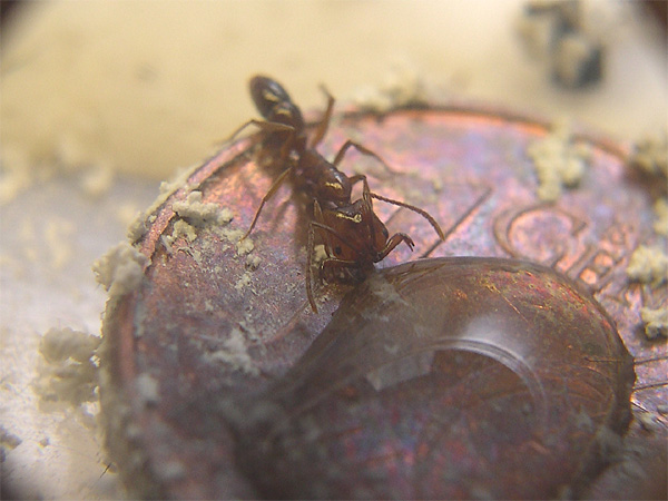Anochetus bebiendo.