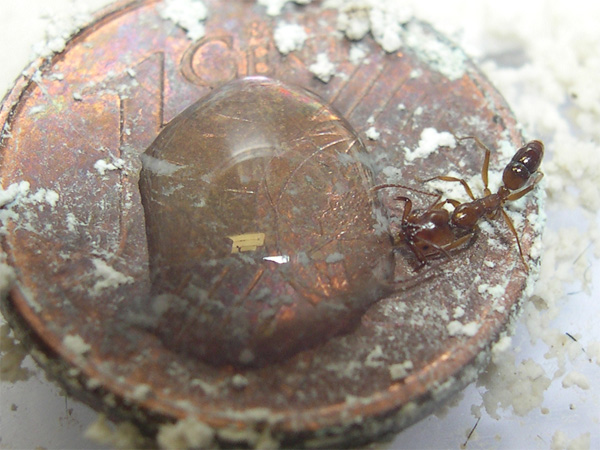 Anochetus bebiendo.