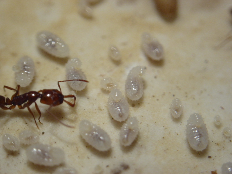 larvas