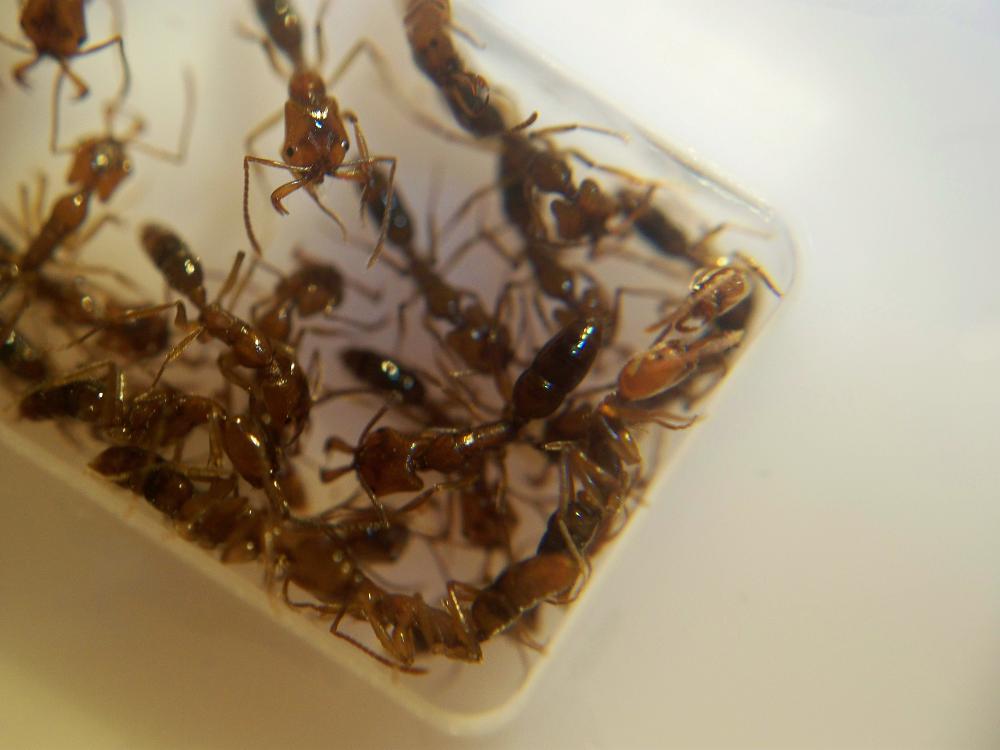 Anochetus2