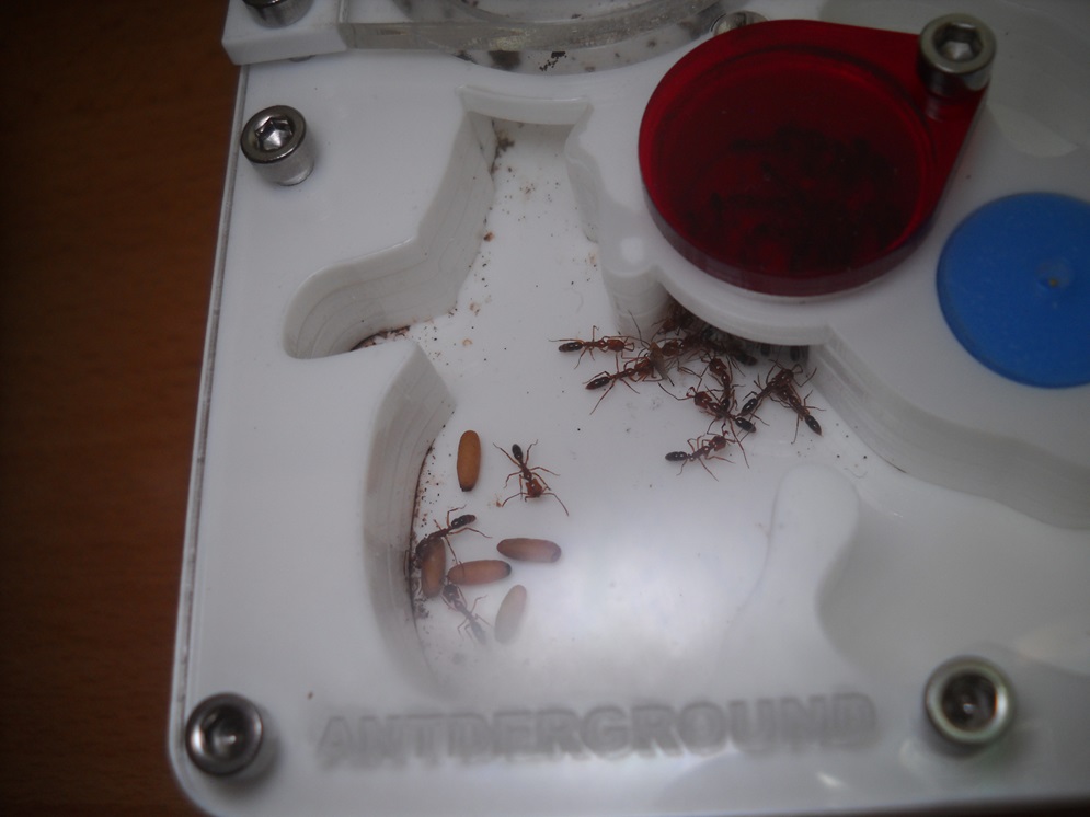 Anochetus ghilianii 5/2020 2