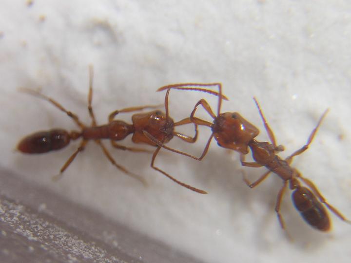Anochetus.