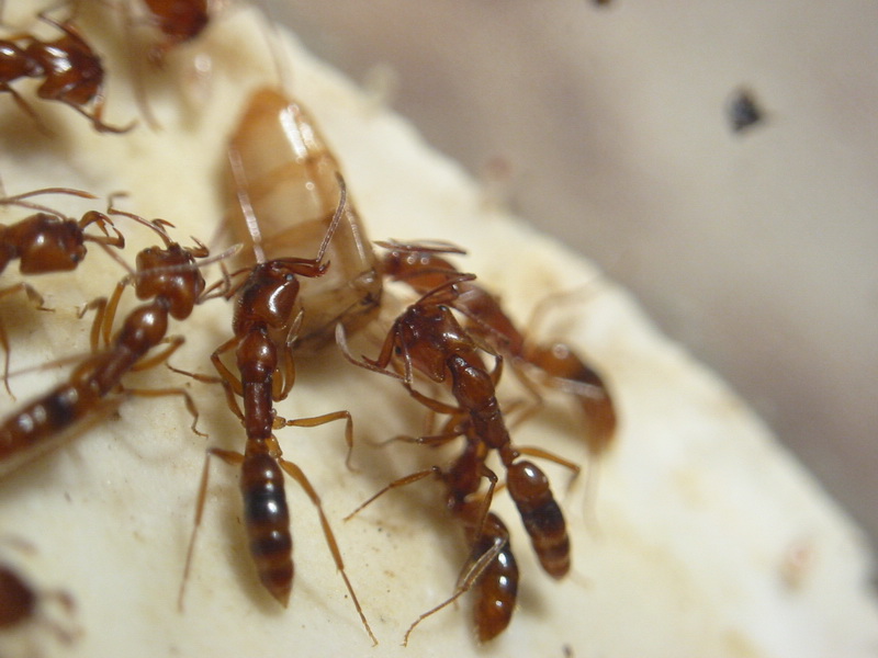 anochetus comiendo