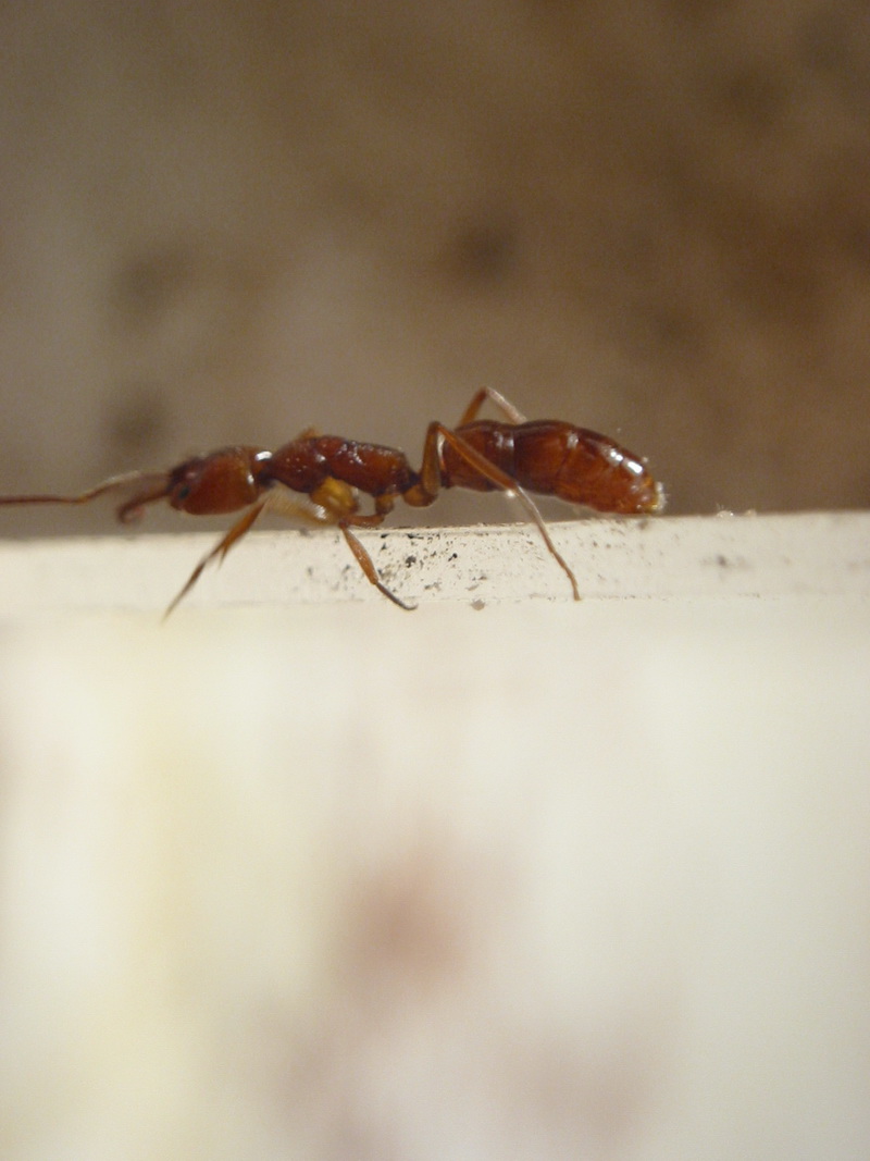 anochetus comiendo