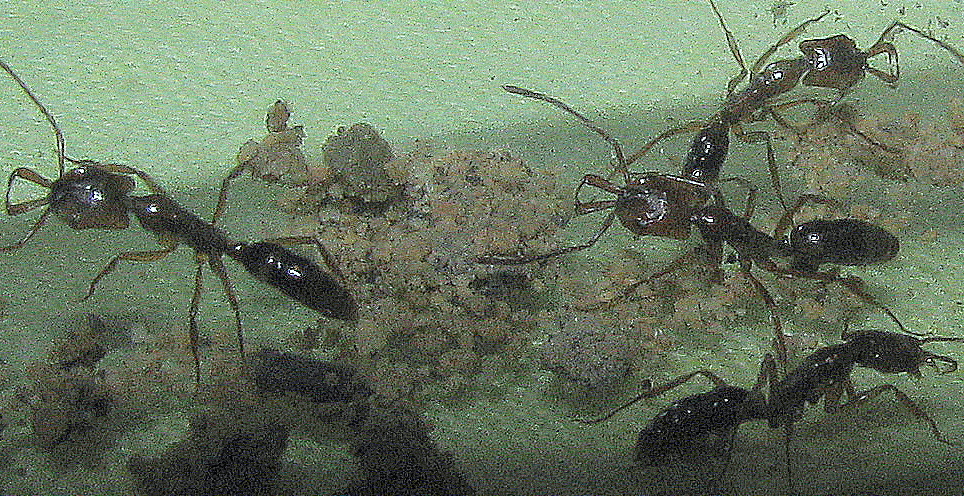 anochetus