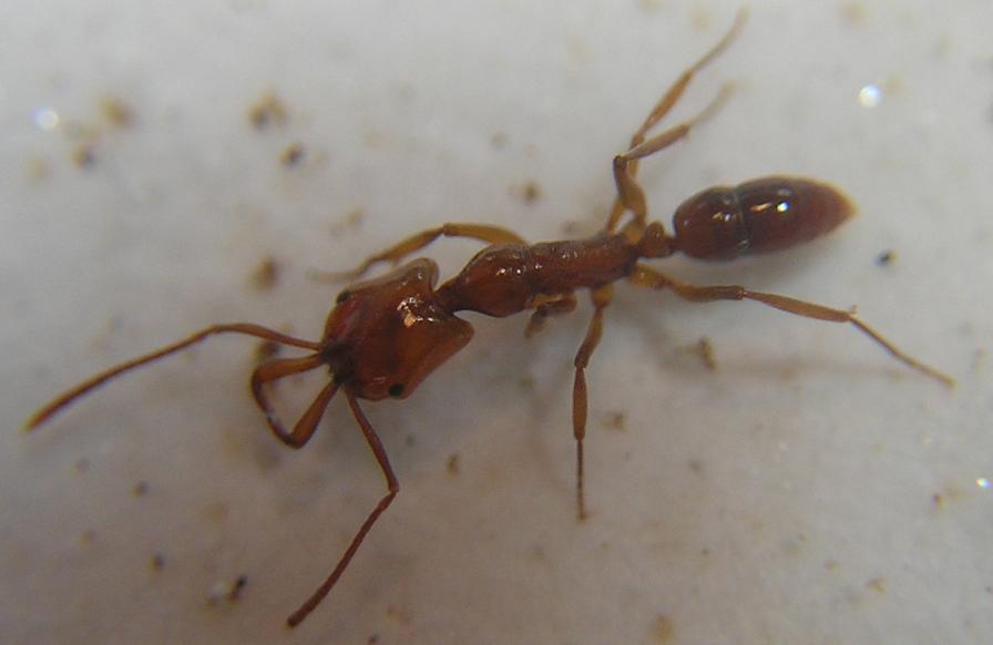Anochetus.