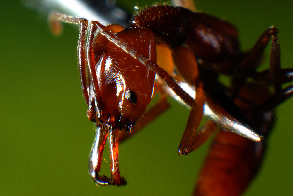 1anochetus en fuelle