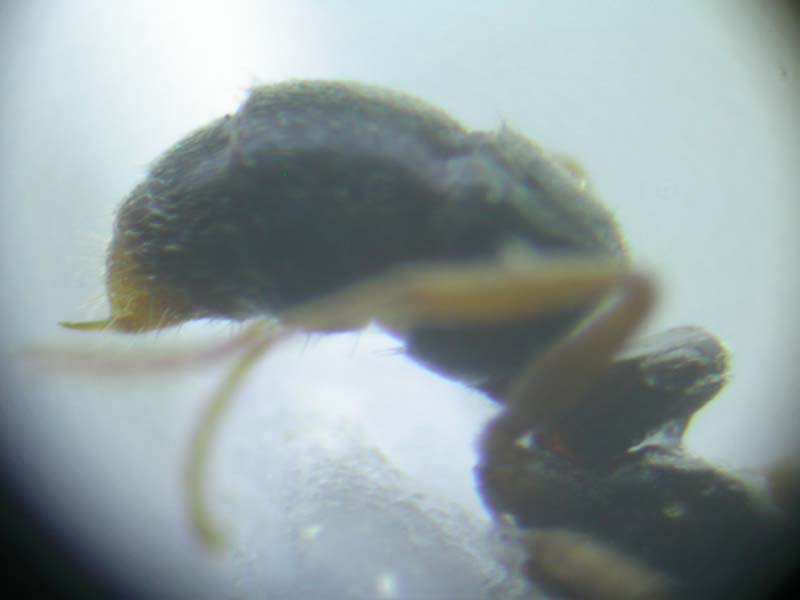 Ponerinae "gallega" 2