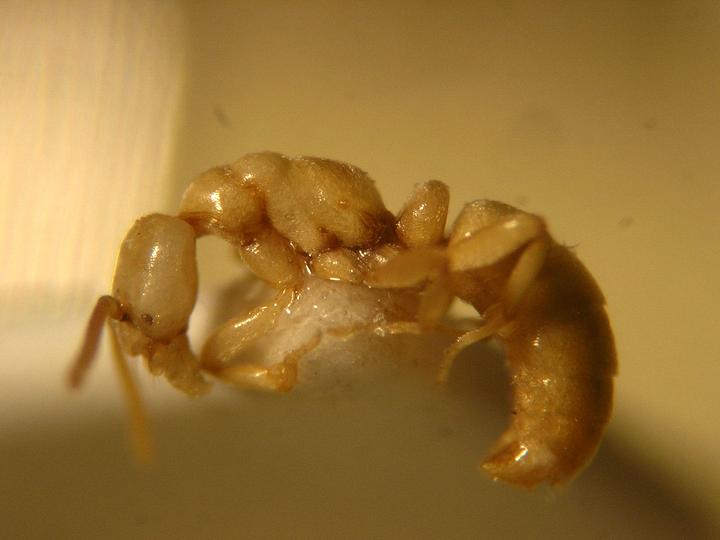 Macho ergatoide