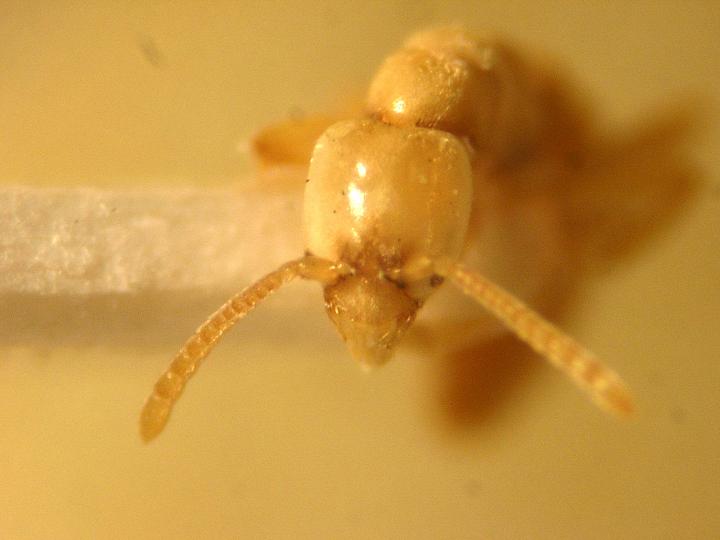 Macho ergatoide