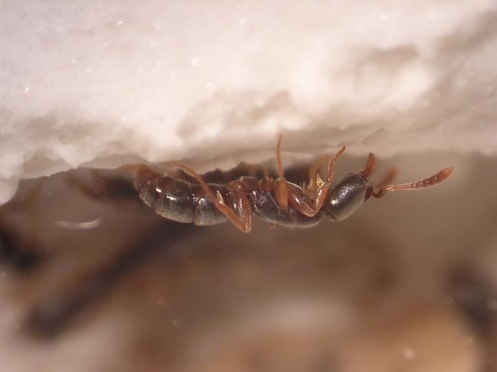 Hypoponera eduardi