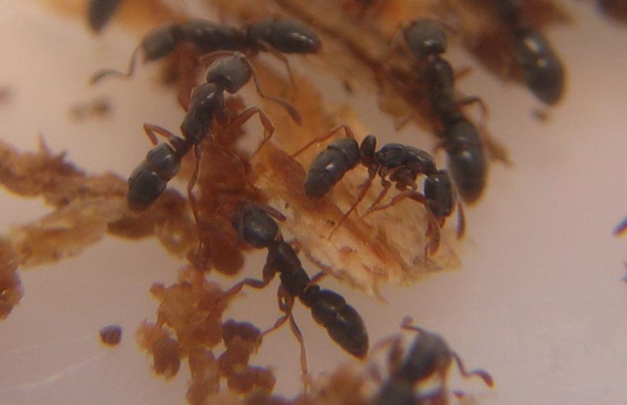Hypoponera eduardi