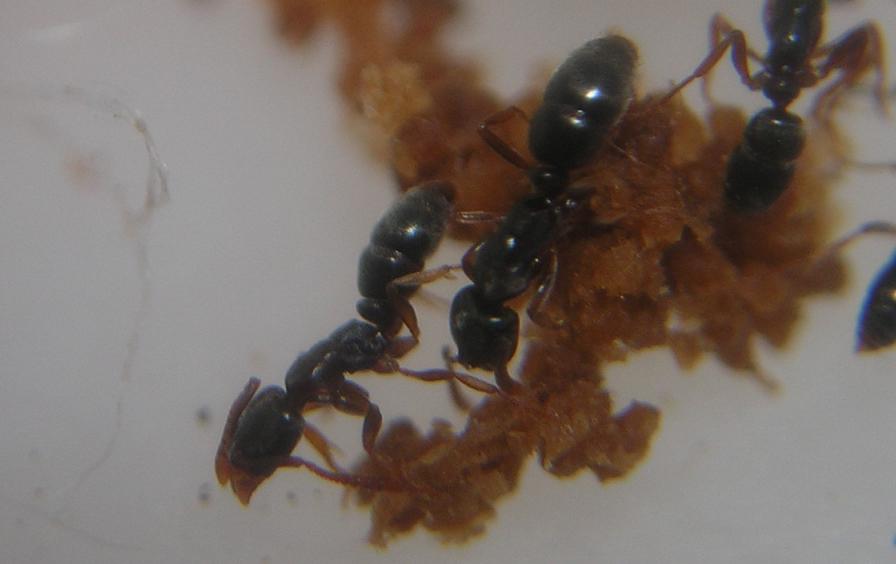 Hypoponera eduardi