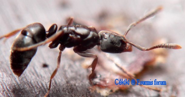 hyponera eduardi reina