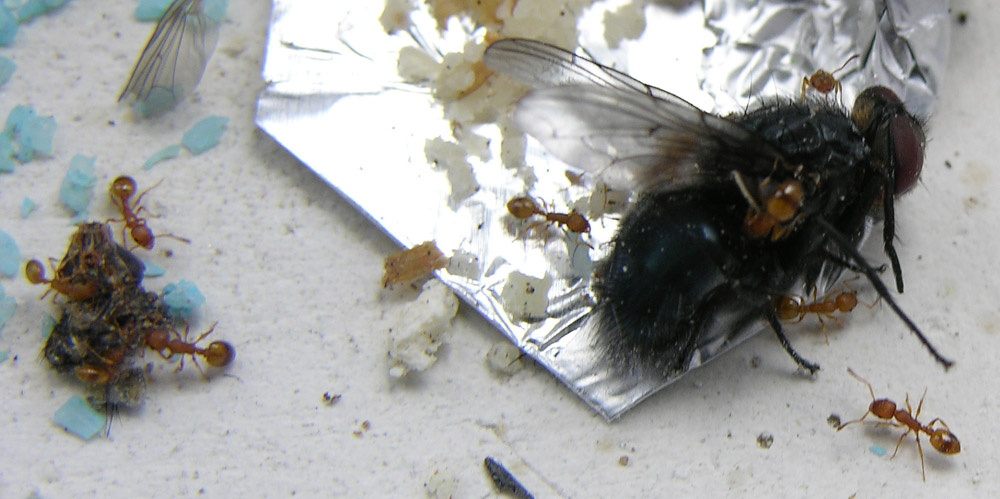 comiendo mosca