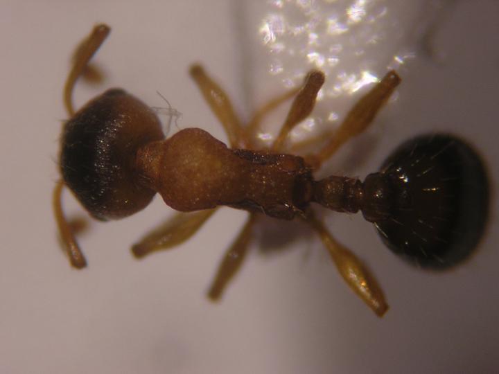 Temno a identificar 1.
