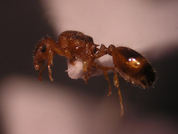 Temno a identificar 2.