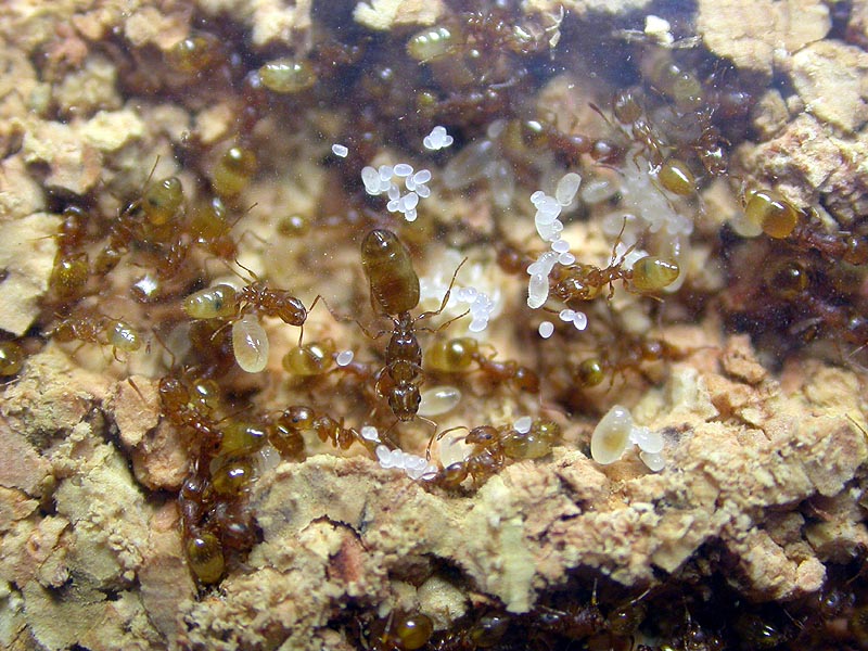 Colonia temnothorax sp.