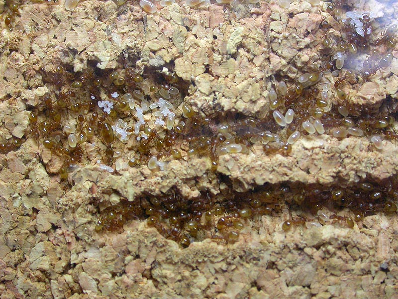 Colonia temnothorax sp.