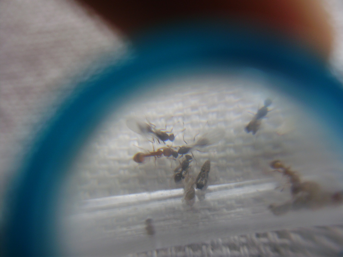 Temnothorax sp.