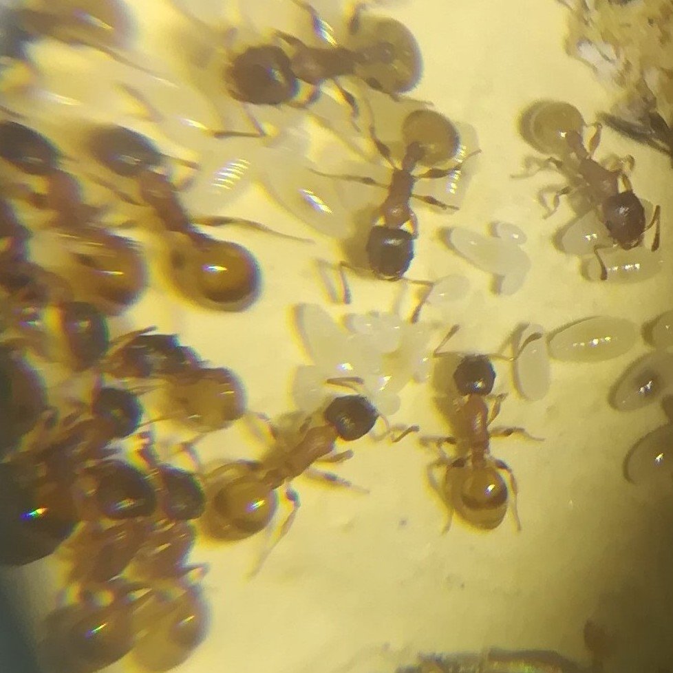Temnothorax sp
