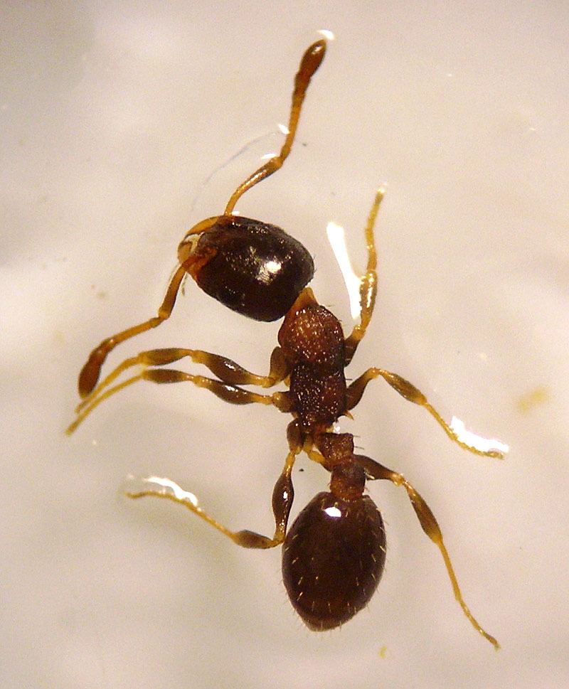 ayuda hormiga desconocida