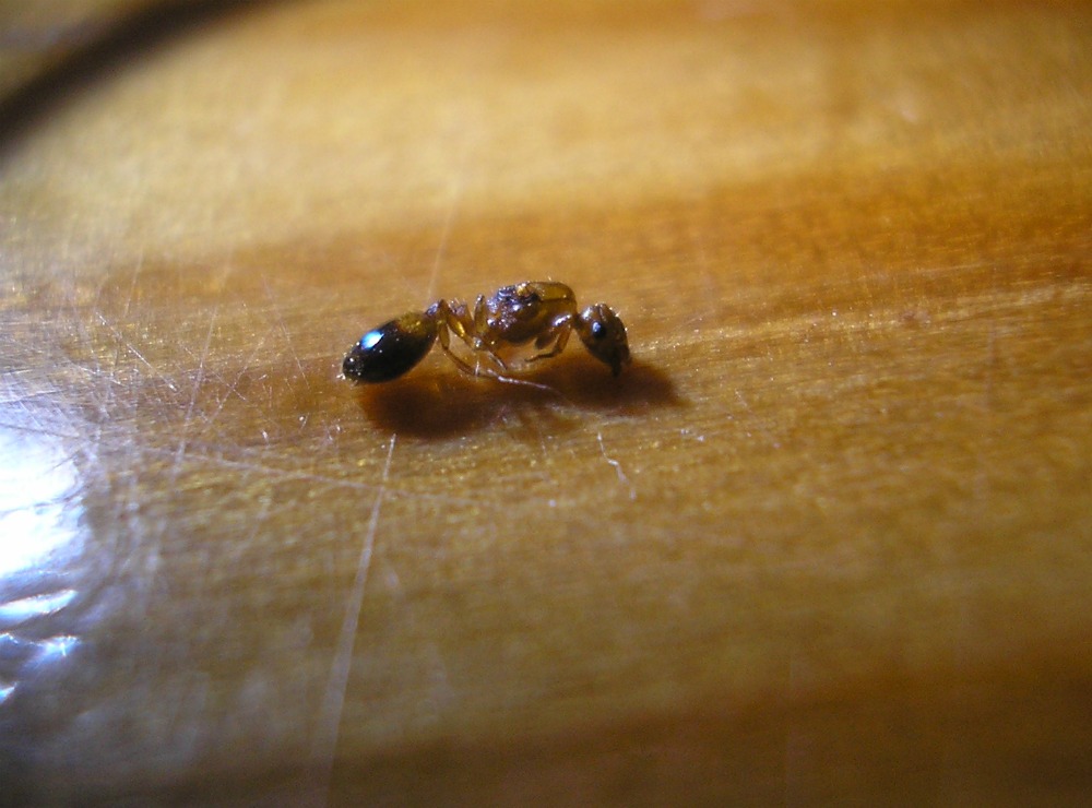 Reina Temnothorax portando una larva.