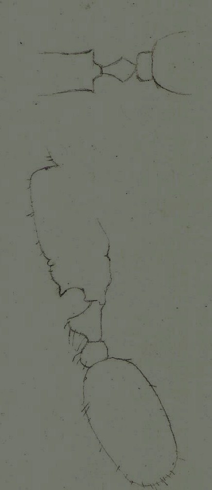 Temnothorax sp reina