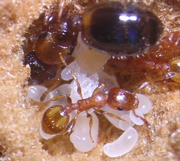 Temno3