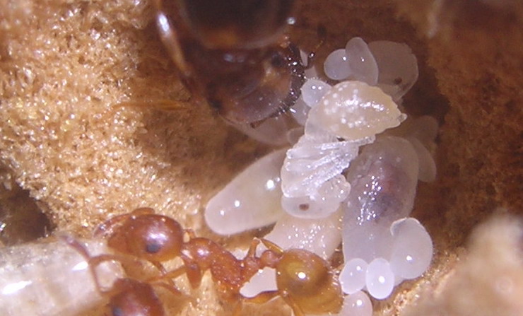Temno8