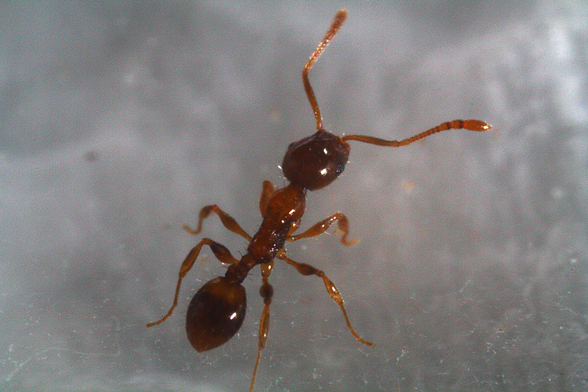 posible nigriceps no conf