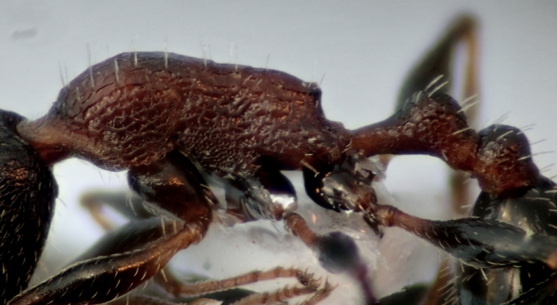 T. risii