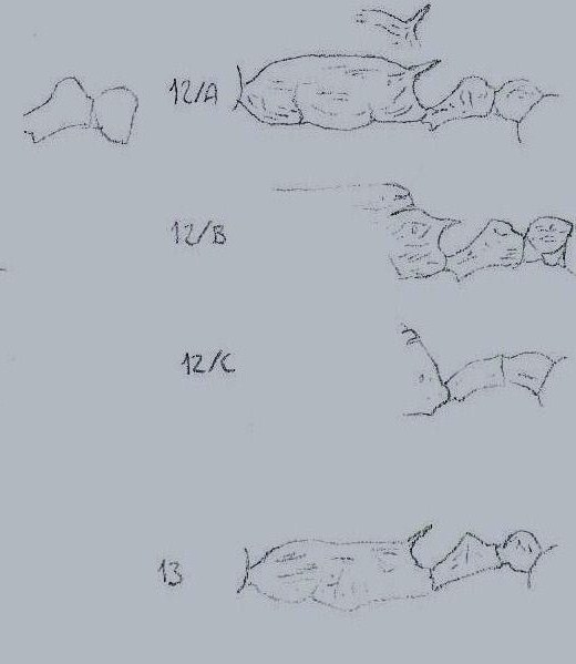 Claves para Temnothorax (oscuras)