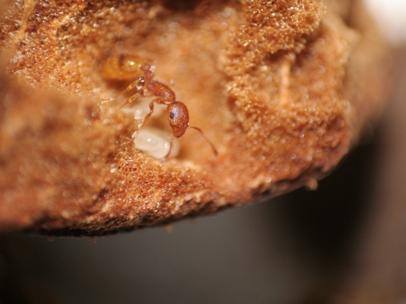 Temnothorax
