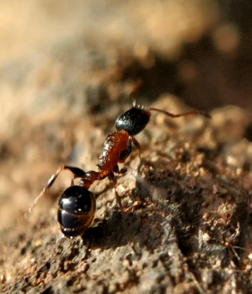 Temnothorax