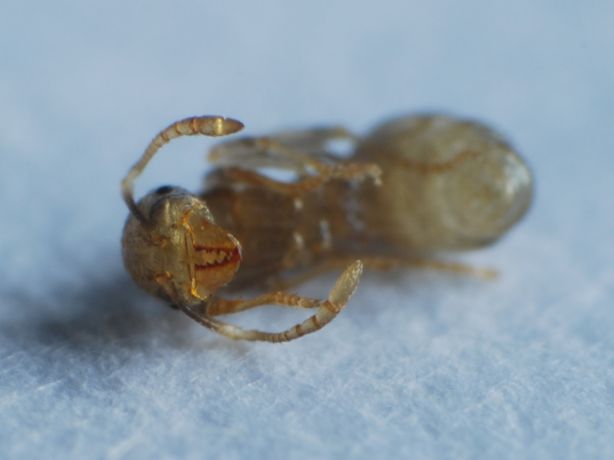 Aphaenogaster Dulcineae SC002/003