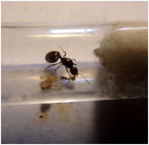 Aphaenogaster dulcineae (Mirm&co)