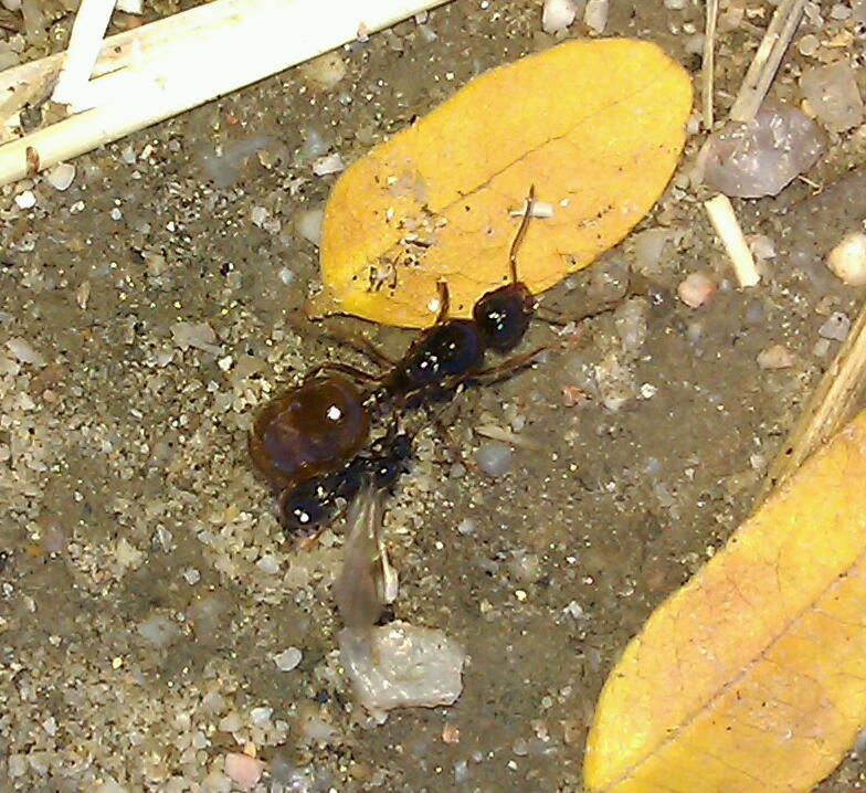desconocida