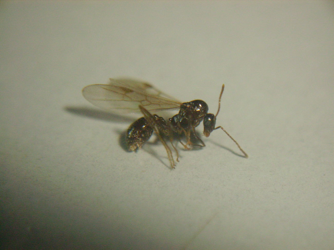 Macho de Aphaenogaster dulcinae