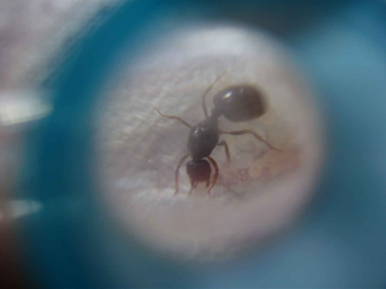 aphenogaster dulcineae