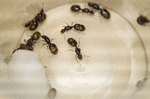Vuelo dulcineae