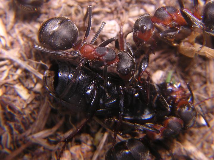 Obreras transportando un escarabajo.