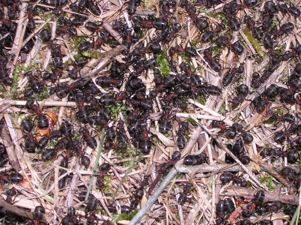 Formica pratensis