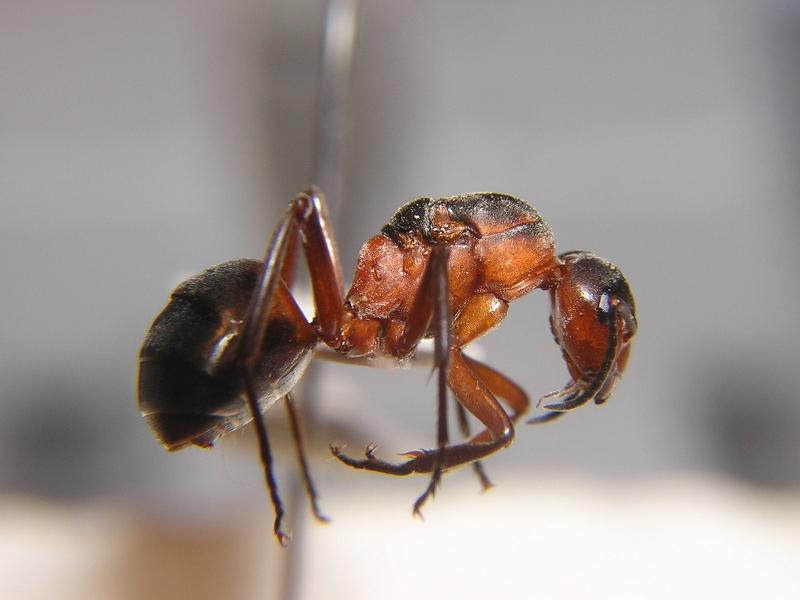 Reina de Formica pratensis