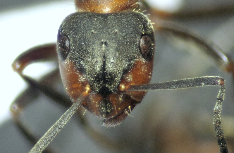 1.F. pratensis