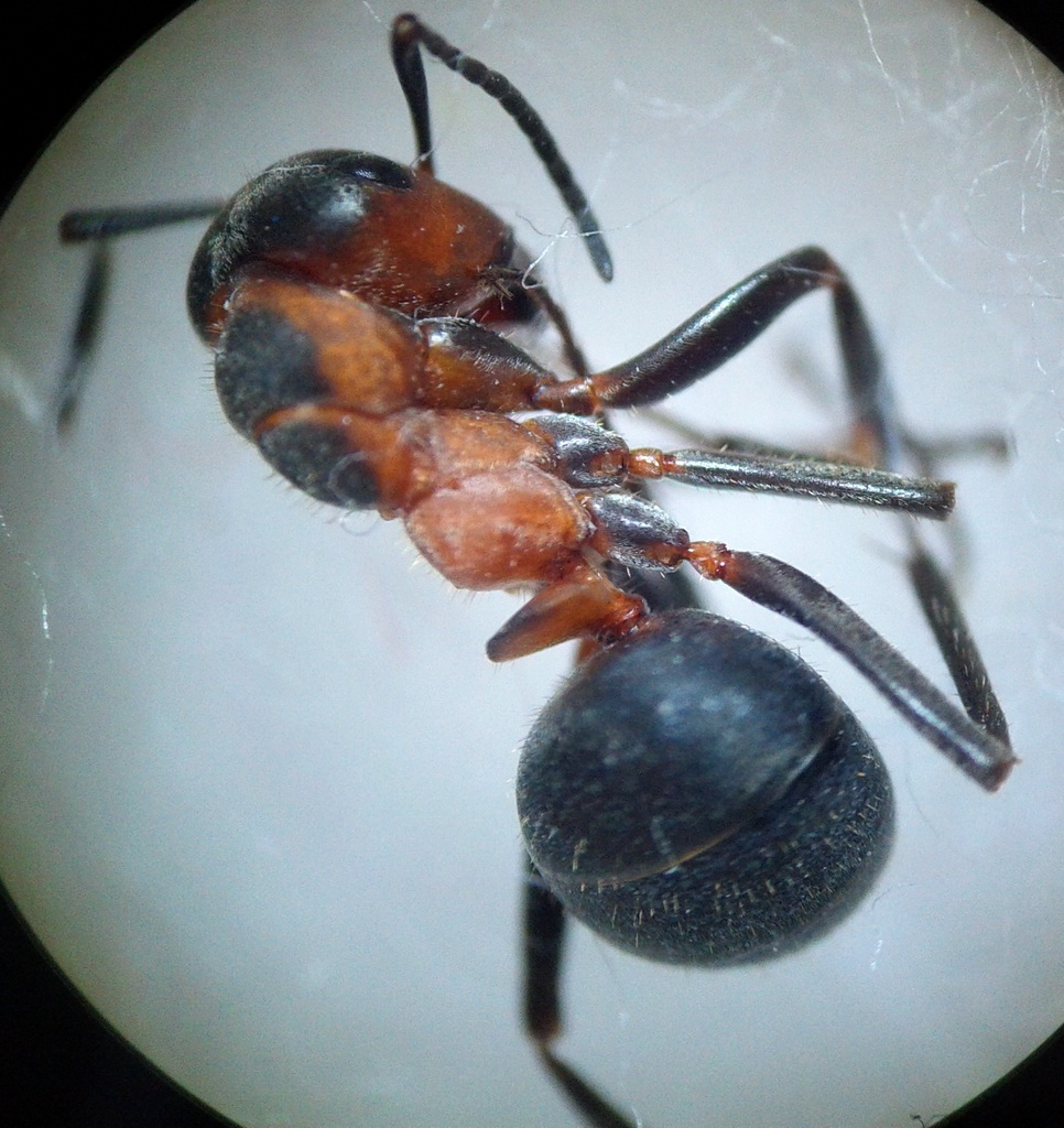 Formica sanguinea