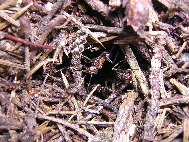 F. pratensis a la entrada del nido